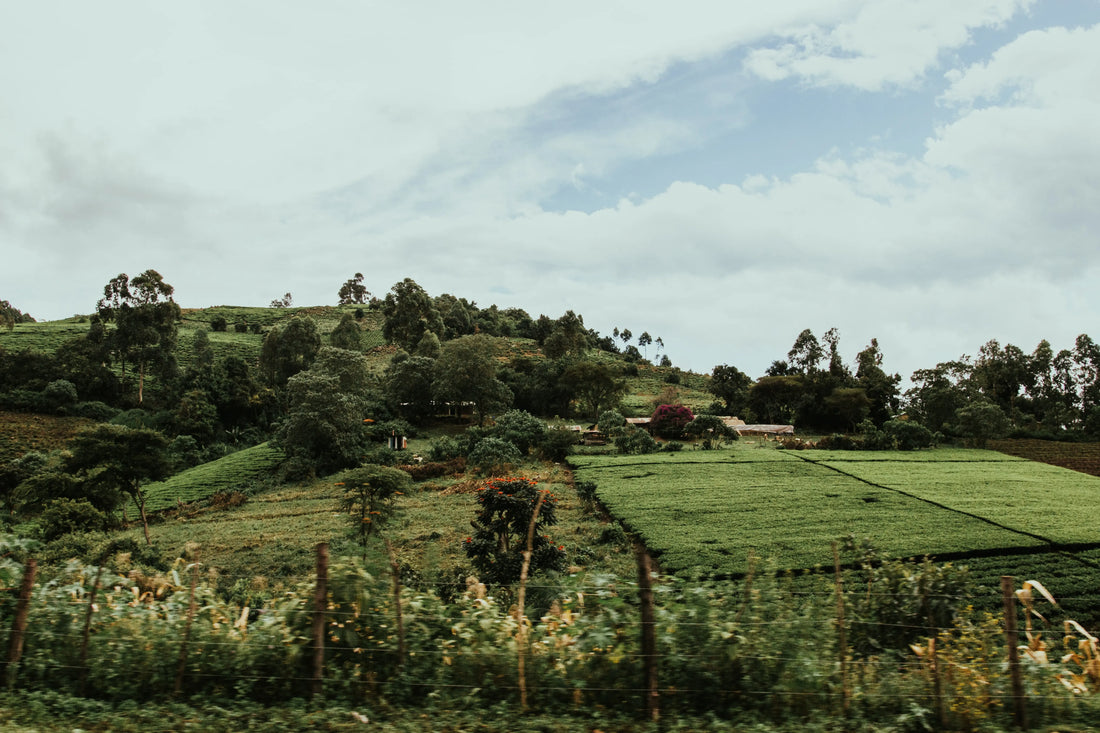 紅茶の新たな発見、ケニア紅茶の産地を巡る旅